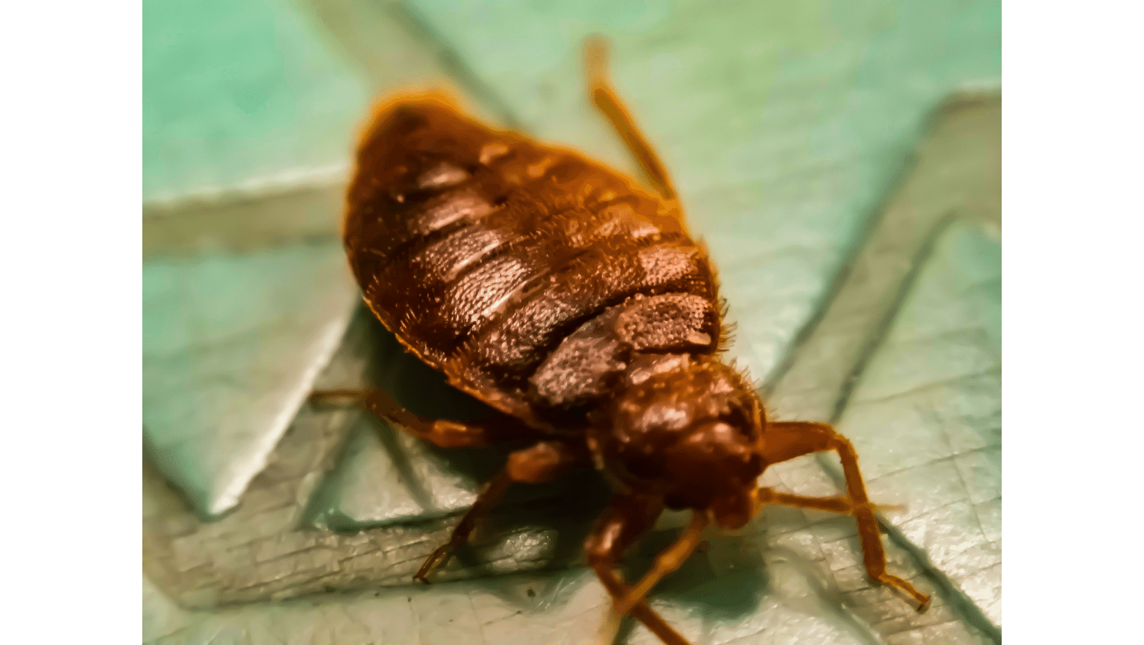 Bed Bugs Control Treatment