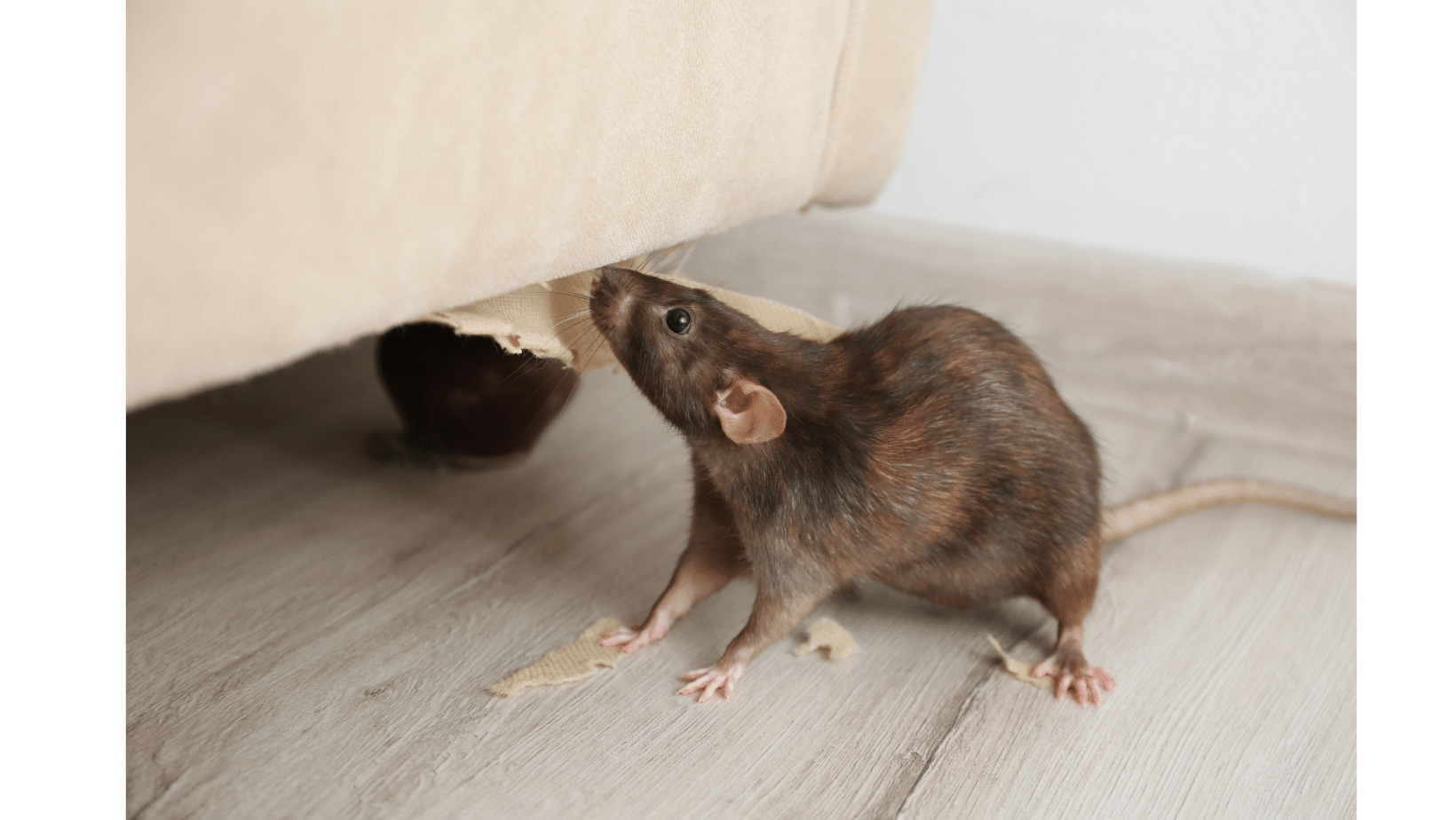 Rodent Control Treatment